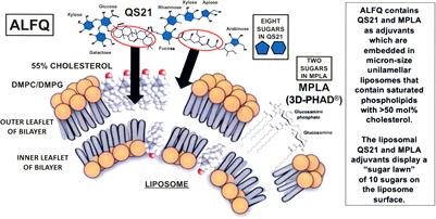 Similarities and differences of chemical compositions and physical and functional properties of adjuvant system 01 and army liposome formulation with QS21